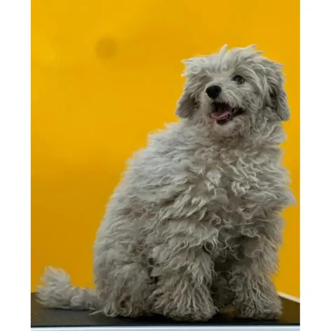 Poodle before grooming